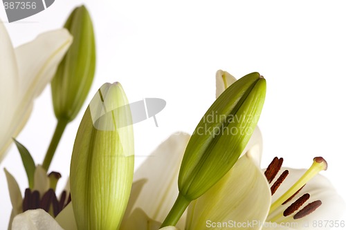 Image of White Lily