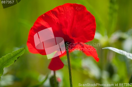 Image of Corn Poppy Flowers Papaver rhoeas