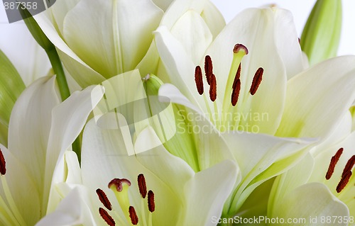 Image of White Lily