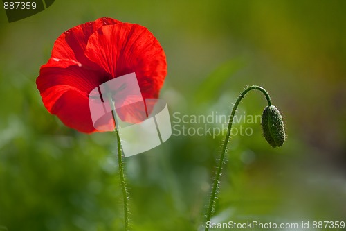 Image of Corn Poppy Flowers Papaver rhoeas