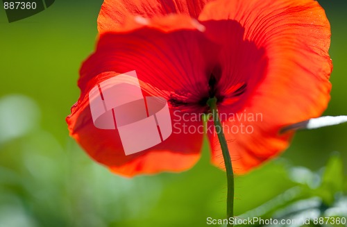 Image of Corn Poppy Flowers Papaver rhoeas