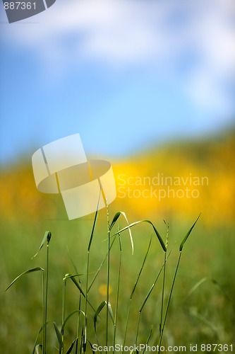 Image of Spring Meadow