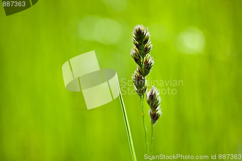 Image of Spring Meadow