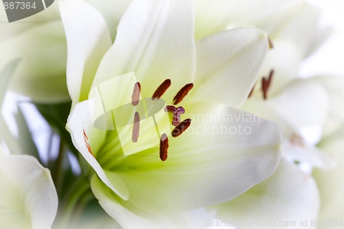 Image of White Lily