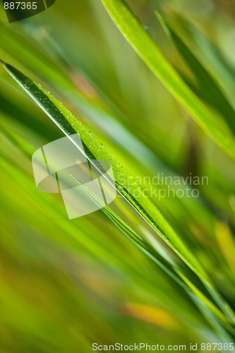 Image of Spring Meadow