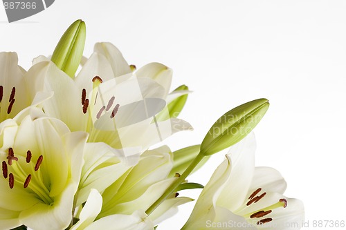 Image of White Lily