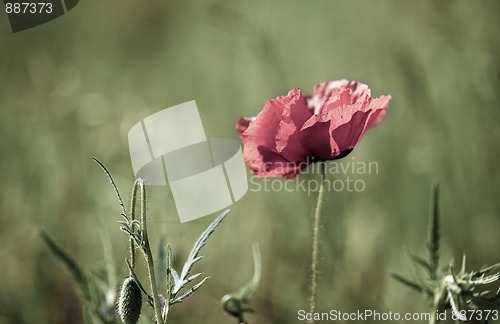 Image of Corn Poppy Flowers Papaver rhoeas