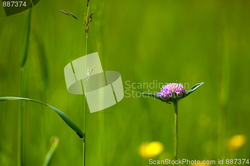 Image of Spring Meadow