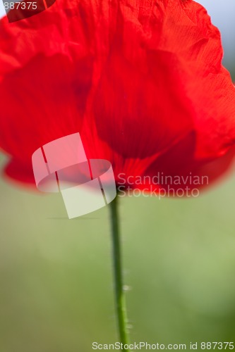 Image of Corn Poppy Flowers Papaver rhoeas