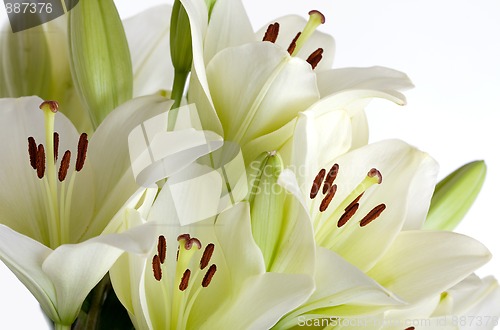 Image of White Lily