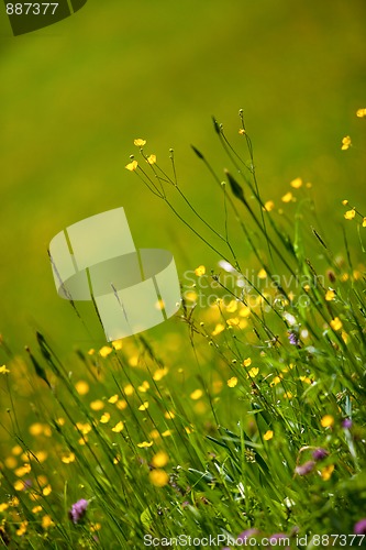 Image of Spring Meadow