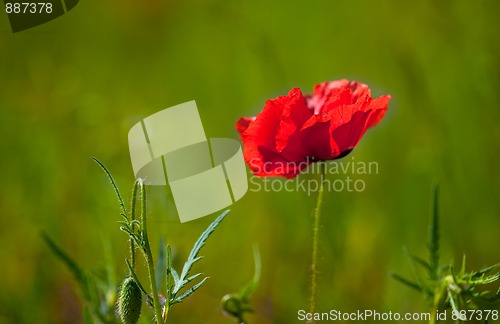 Image of Corn Poppy Flowers Papaver rhoeas