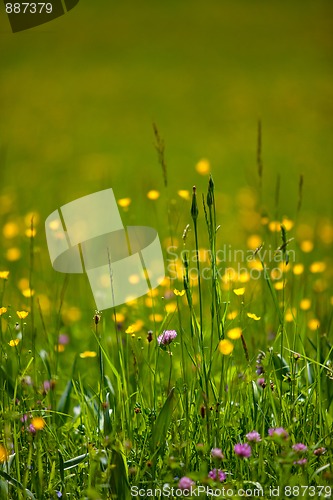 Image of Spring Meadow