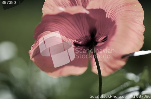 Image of Corn Poppy Flowers Papaver rhoeas