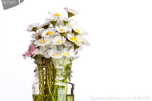 Image of Daisy Flowers