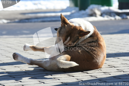 Image of Dog