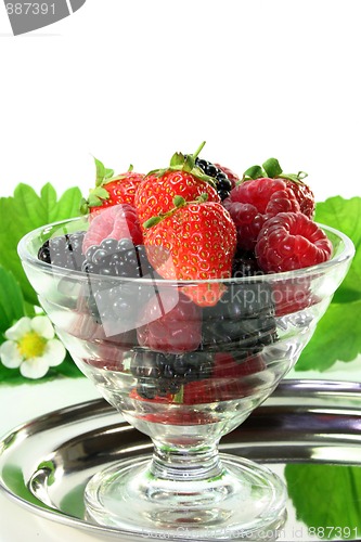 Image of Forest berries