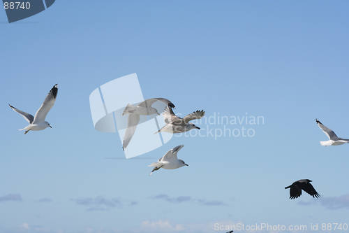 Image of Birds in Flight