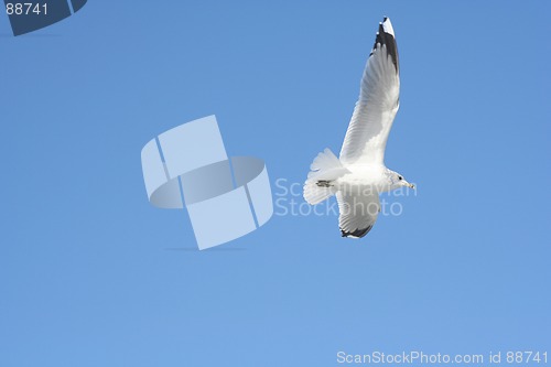 Image of Bird in Flight