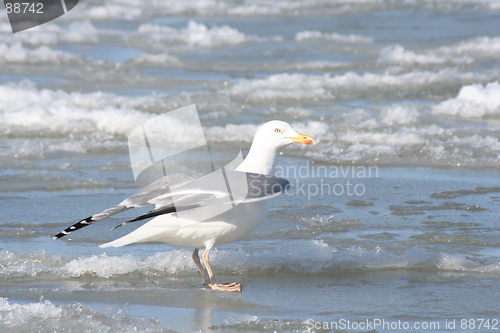 Image of Seagull on Ice