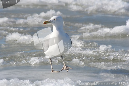 Image of Seagull on Ice