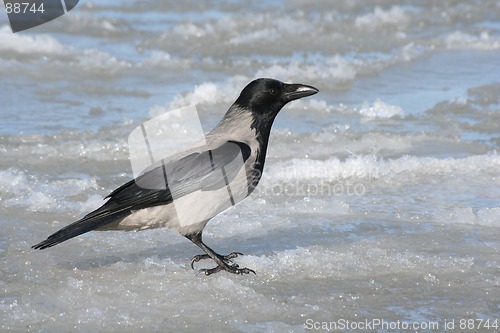 Image of Crow on Ice