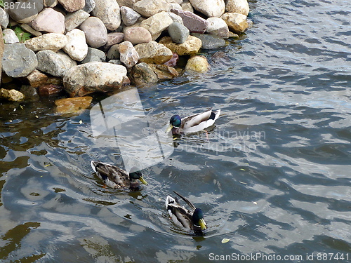 Image of Mallards (Wild ducks)