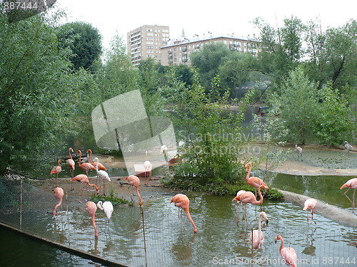 Image of Greater Flamingo and American Flamingo