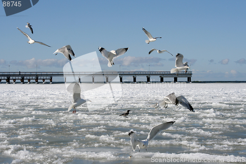 Image of Birds in Winter