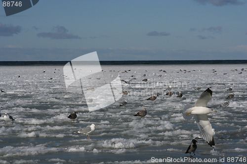 Image of Birds in Winter