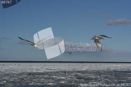 Image of Birds in Flight