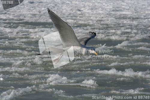 Image of Tern in Flight