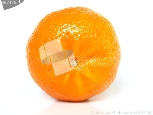 Image of Tangerine