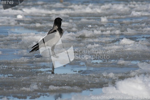 Image of Crow on Ice