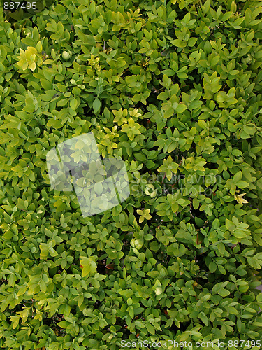 Image of Leaves background