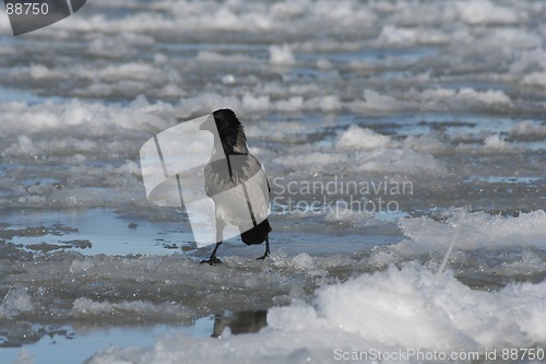 Image of Crow on Ice