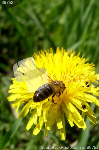 Image of Dandelion and Bee