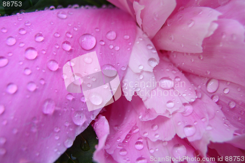 Image of Peony with Rain Drops