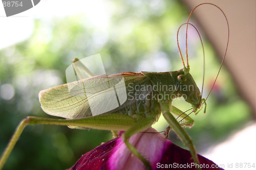 Image of Grasshopper