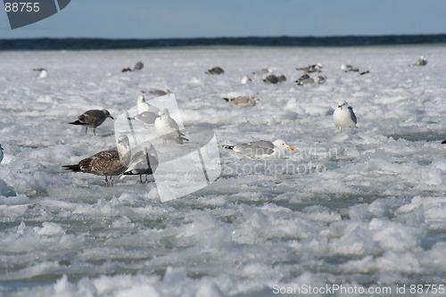 Image of Birds in Winter