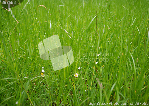 Image of Grass meadow