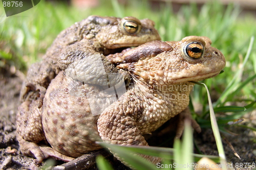 Image of Toads