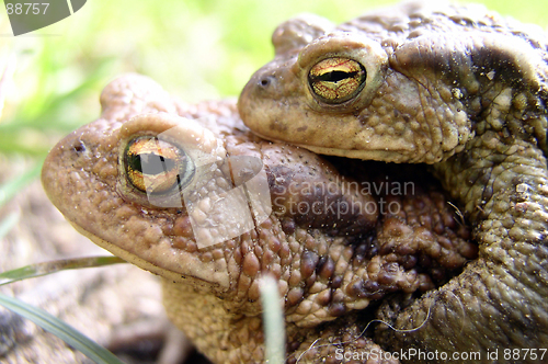 Image of Toads