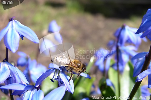 Image of Flowers and a Bee