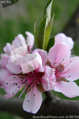 Image of Flowers