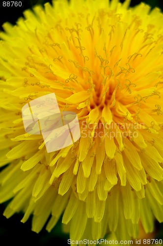 Image of Dandelion