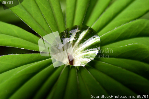 Image of Drop on a Lupin