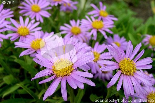 Image of Flowers