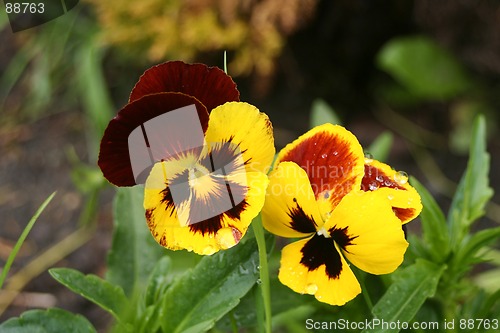 Image of Flowers