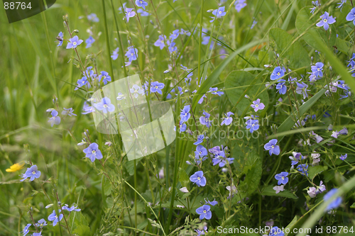 Image of Flowers